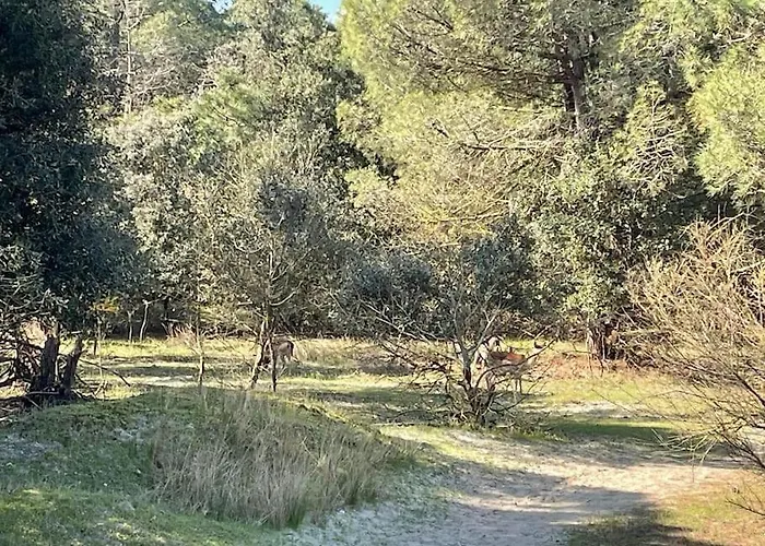 Vicina Prázdninový dům Lido di Volano
